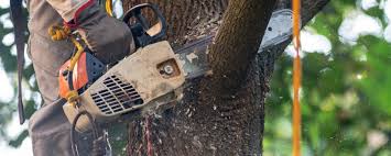 Professional Tree Services in Blythe, CA