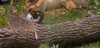 Best Tree Removal  in Blythe, CA