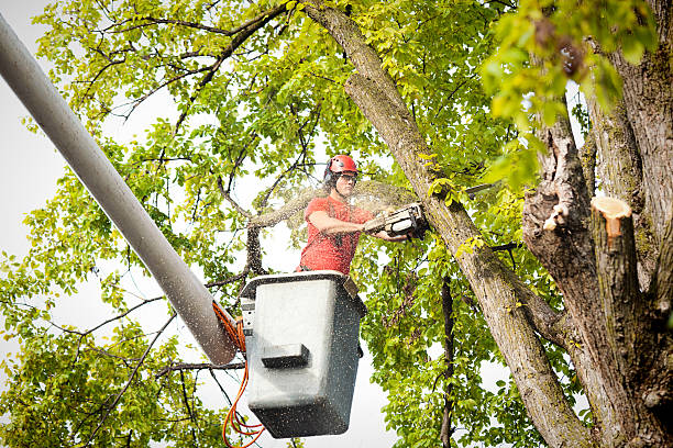 Best Tree Removal  in Blythe, CA