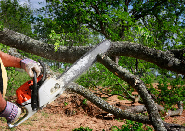 How Our Tree Care Process Works  in  Blythe, CA