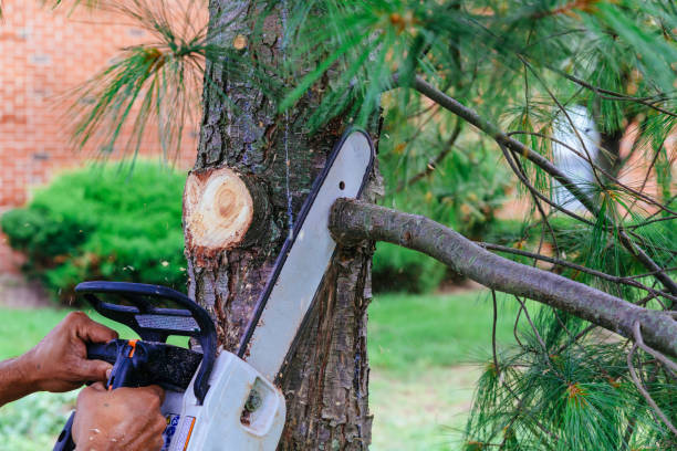 Best Leaf Removal  in Blythe, CA